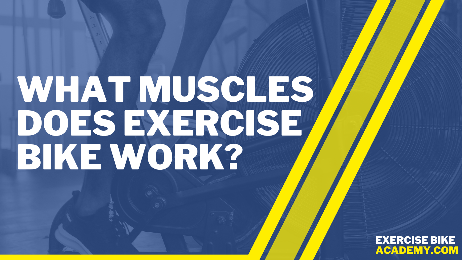 What Muscles Does Exercise Bike Work?